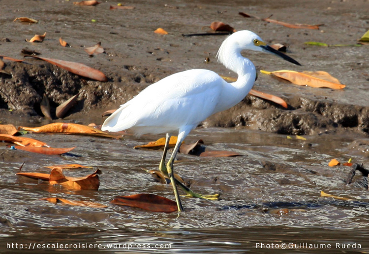 Puntarenas - Aigrette neigeuse