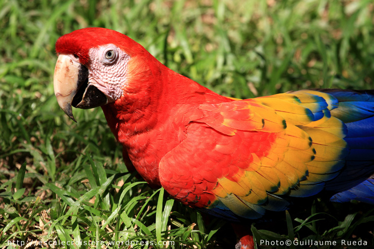 Puntarenas - Ara rouge