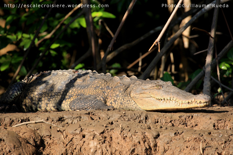 Puntarenas - Crocodile