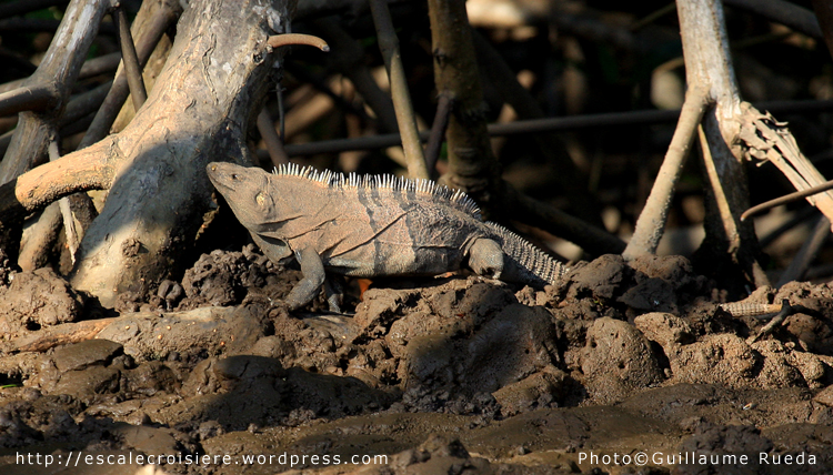 Puntarenas - Ctenosaur noir