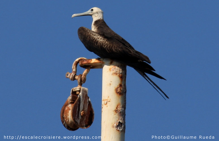 Puntarenas - Frégate