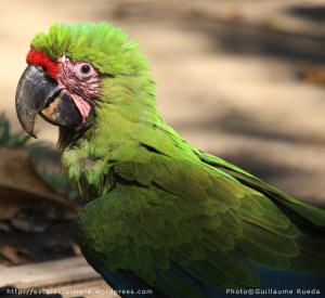 Puntarenas - Grand Ara vert