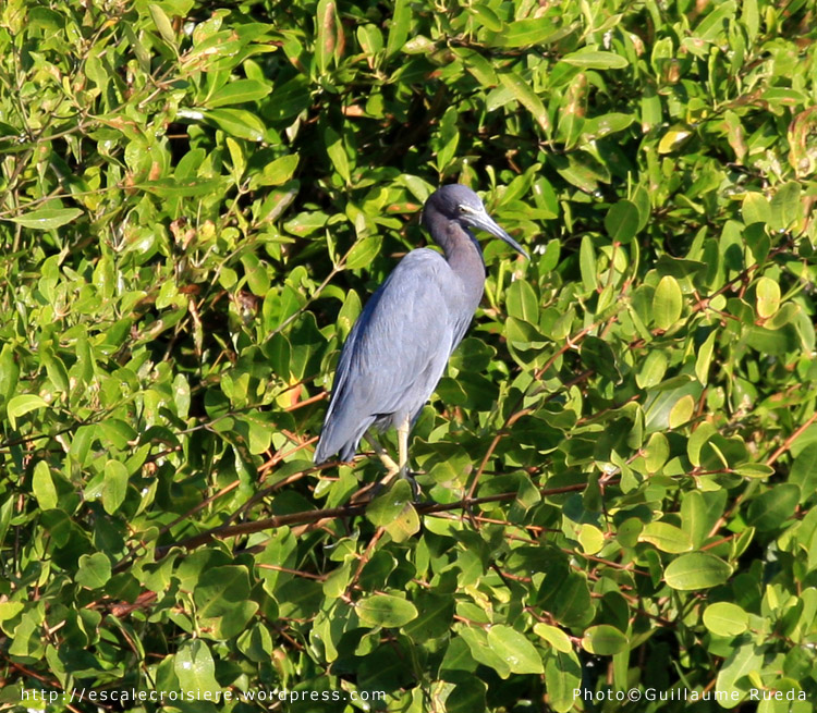Puntarenas - Héron bleu