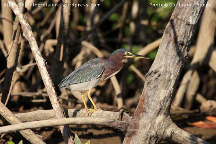 Puntarenas - Héron strié