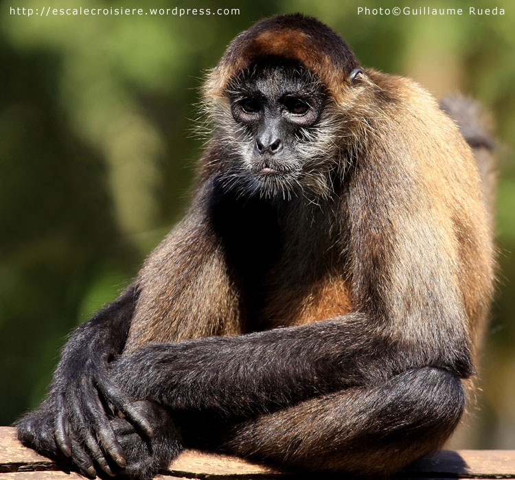 Puntarenas - Singe araignée