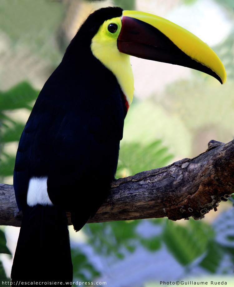 Puntarenas - Toucan de Swainson