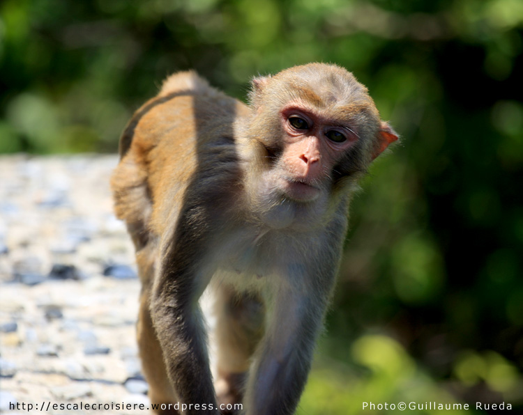 Singe - Luhuitou Park - Sanya