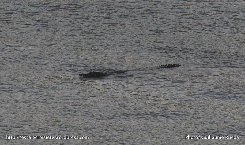 Canal de Panama - Crocodile