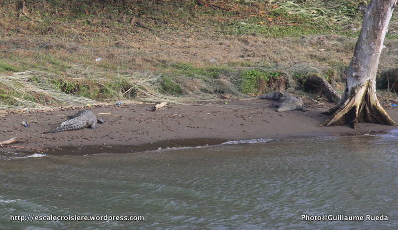 Canal de Panama - Crocodiles