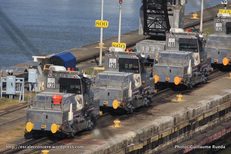 Canal de Panama - Mules Ecluse de Pedro Miguel