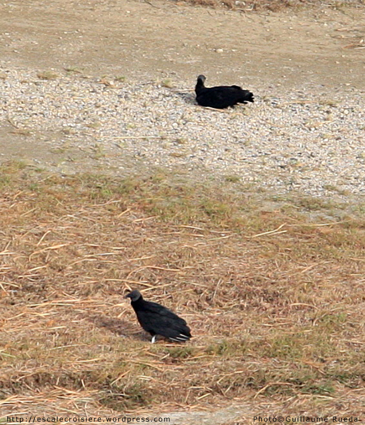 Canal de Panama - Vautours noirs