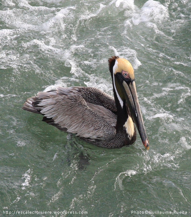 Canal de Panama - Pélican