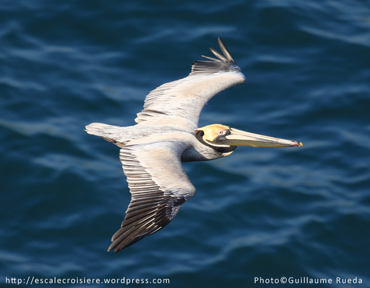 Canal de Panama - Pélican