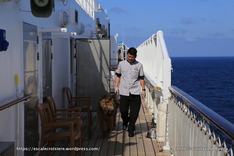 Queen Mary 2 - Chenil - Oliver