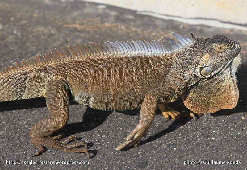 Grand Cayman - George Town - Iguane