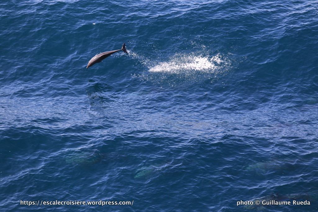 MSC Fantasia - Dauphins