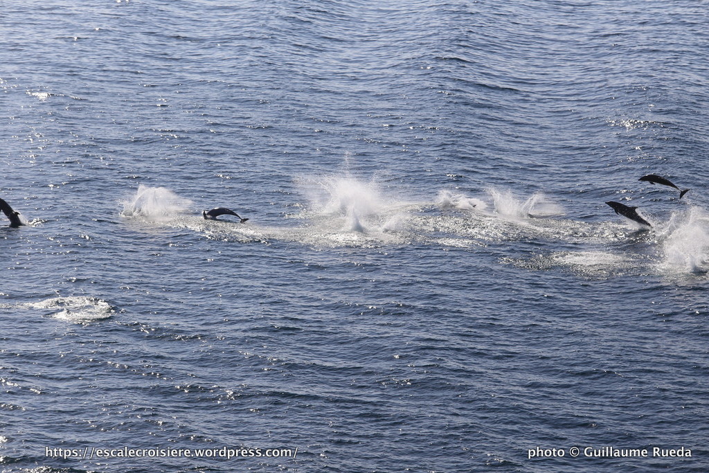MSC Fantasia - Dauphins