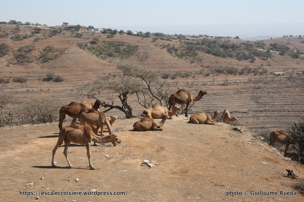 Salalah dromadaires