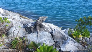 Great Stirrup Cay - Bahamas (8)