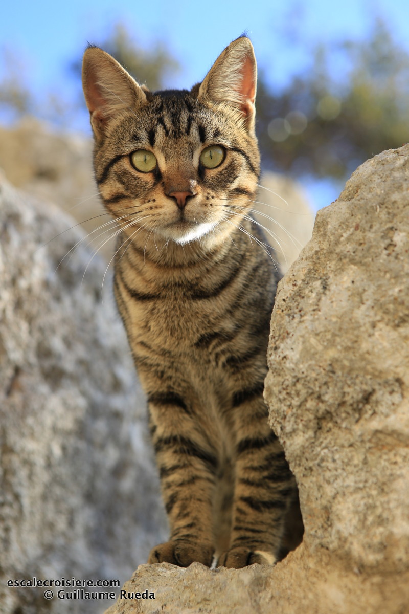 Rhodes - Grèce - chat