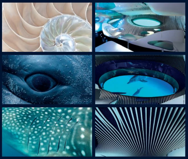 Blue Eye - Ponant Explorers