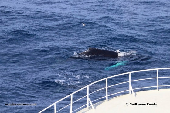 Queen Mary 2 - Transatlantique - Baleines