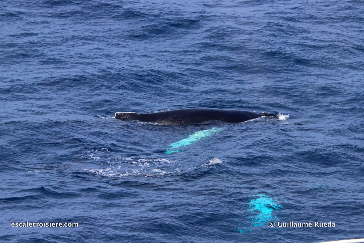 Queen Mary 2 - Transatlantique - Baleines