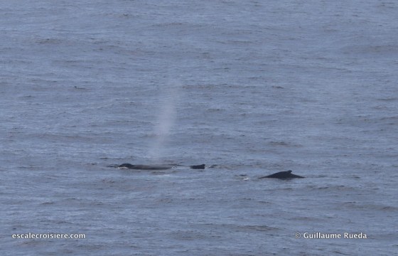 Transatlantique Queen Mary 2 - Baleines