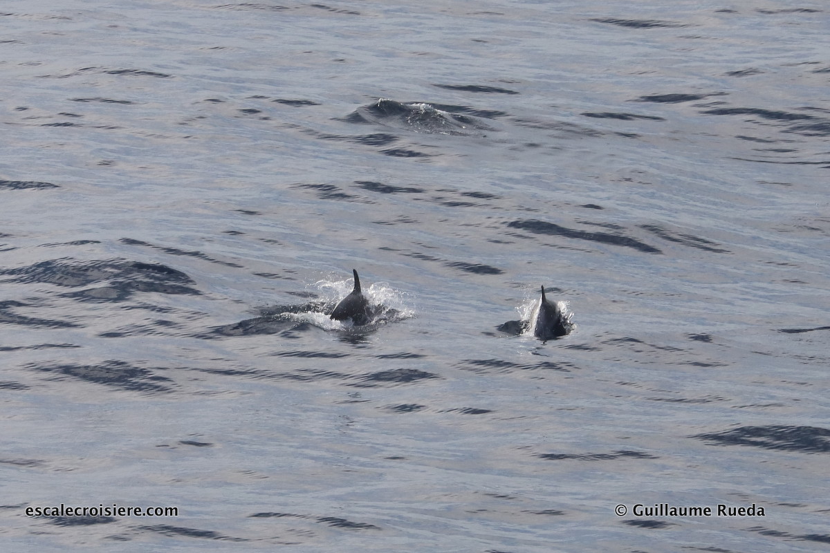 Transatlantique Queen Mary 2 - Viking Dauphins