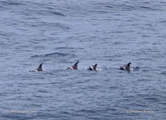 Transatlantique Queen Mary 2 - Viking Dauphins
