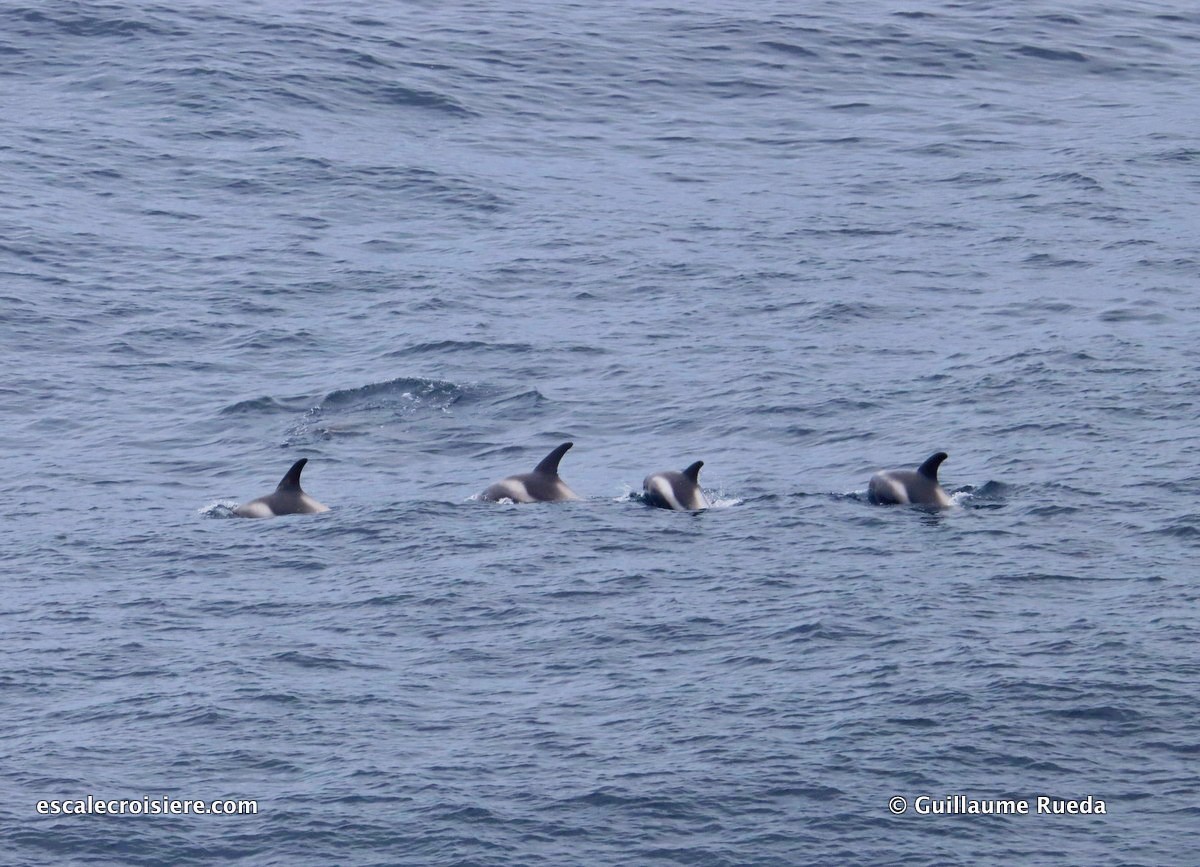 Transatlantique Queen Mary 2 - Viking Dauphins