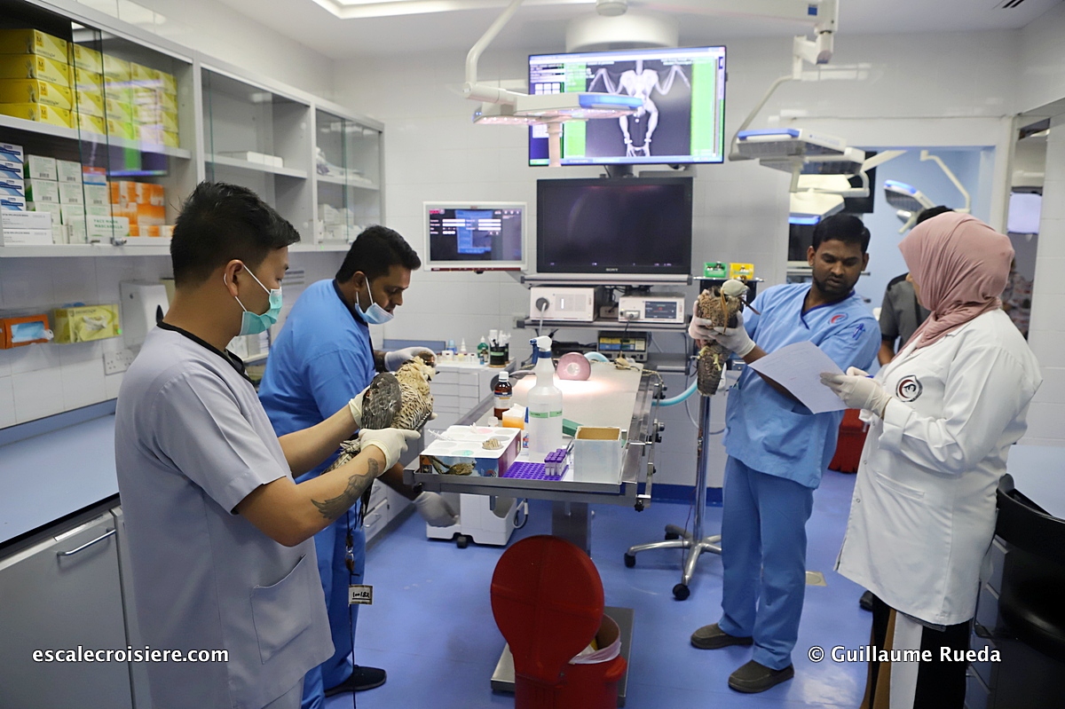 Doha - Qatar - Falcon hospital - Clinique faucons