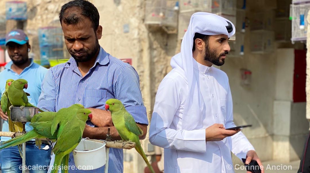 Souk Waqif - marché aux oiseaux - Doha - Qatar (8)