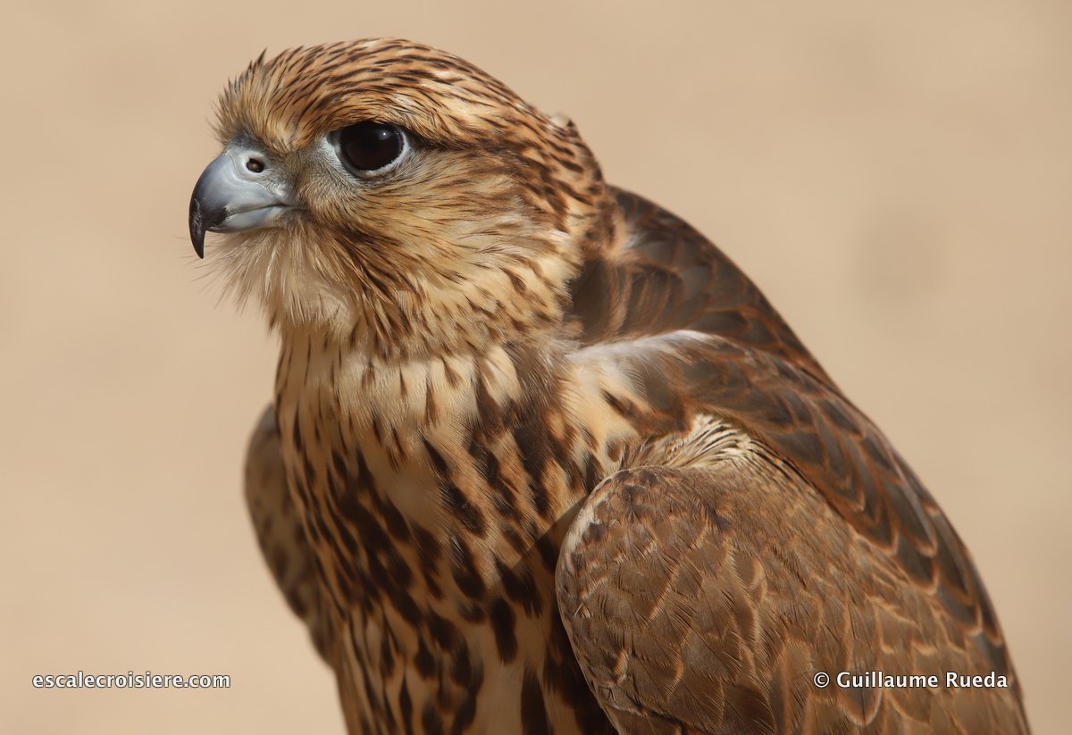 Souk Waqif - Doha - Qatar