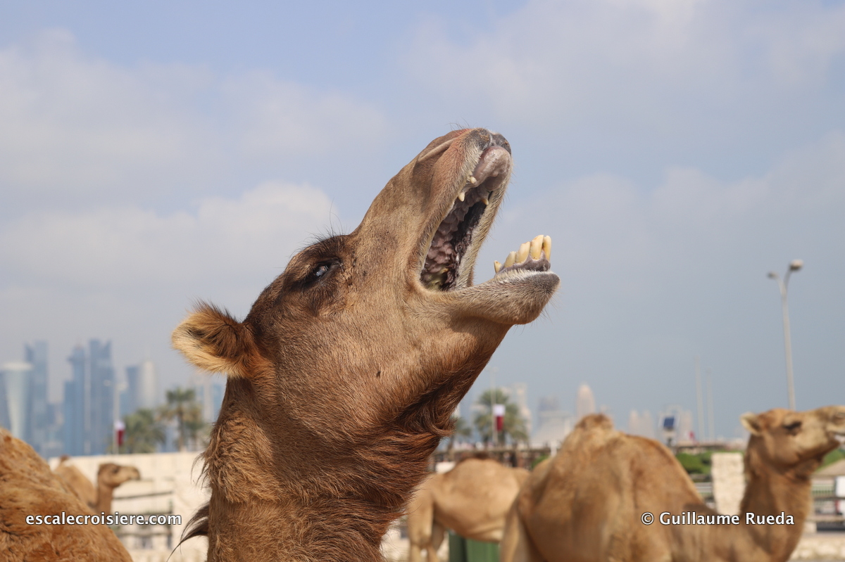 Souk Waqif - Doha - Qatar