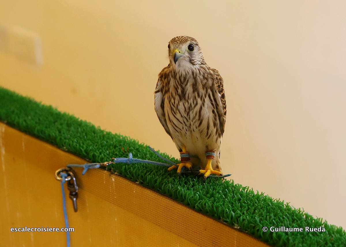 Souk Waqif - Doha - Qatar