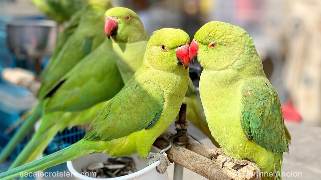 Souk Waqif - marché aux oiseaux - Doha - Qatar (8)