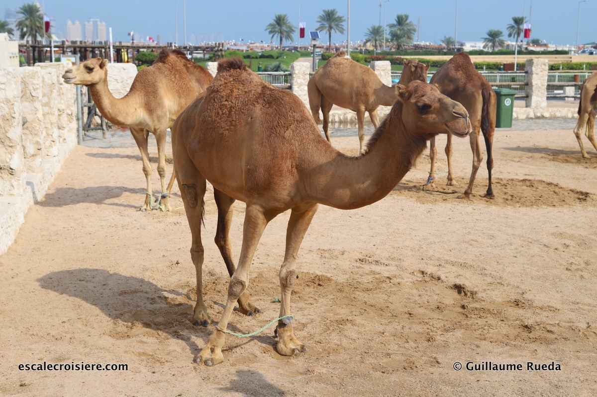 Souk Waqif - Doha - Qatar