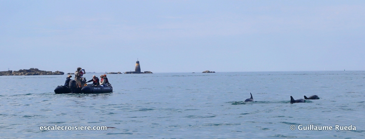 Brehat - Dauphins