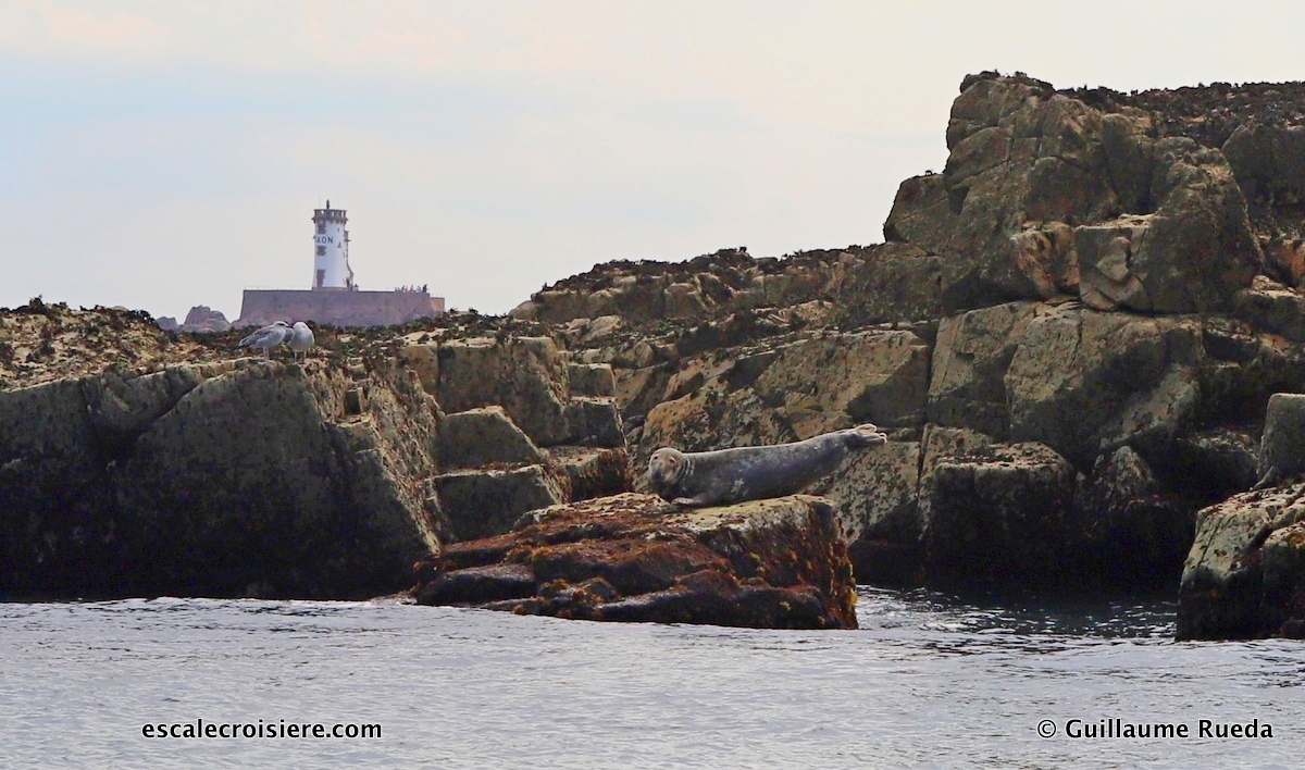 Bréhat - Phoque gris