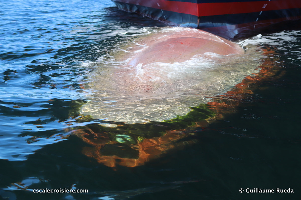 Caméra du bulbe - Blue Eye - Le Jacques Cartier - Ponant