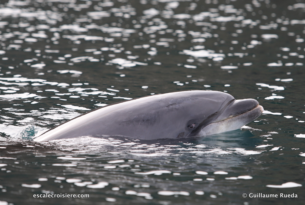 Ouessant - Dauphin - Randy (1)