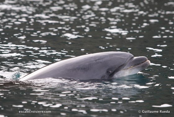 Ouessant - Dauphin - Randy (1)