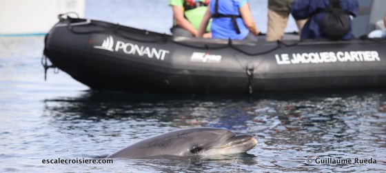 Ouessant - Dauphin - Randy (1)