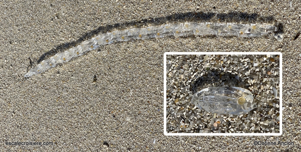 Salpe de mer - Archiel des Glénan