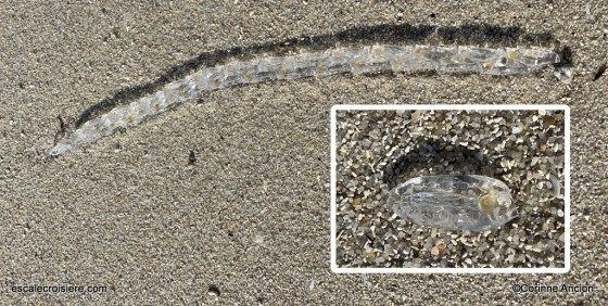 Salpe de mer - Archiel des Glénan