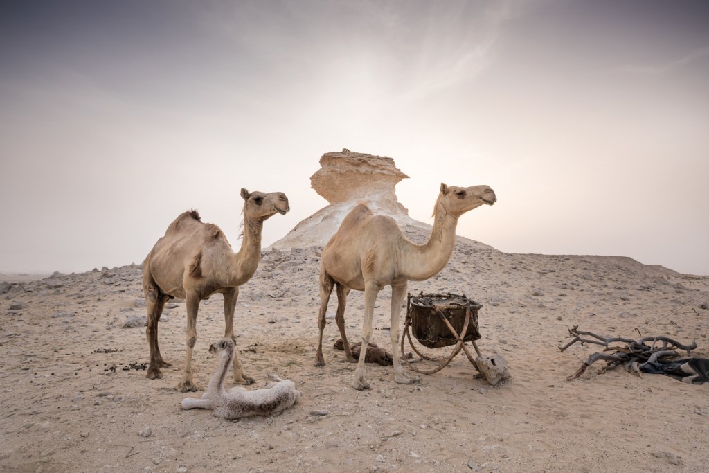 Qatar - Zekreet - Photo ©QNTC