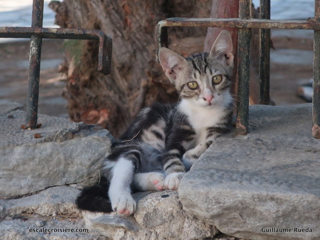 Syros - Grèce - Chat