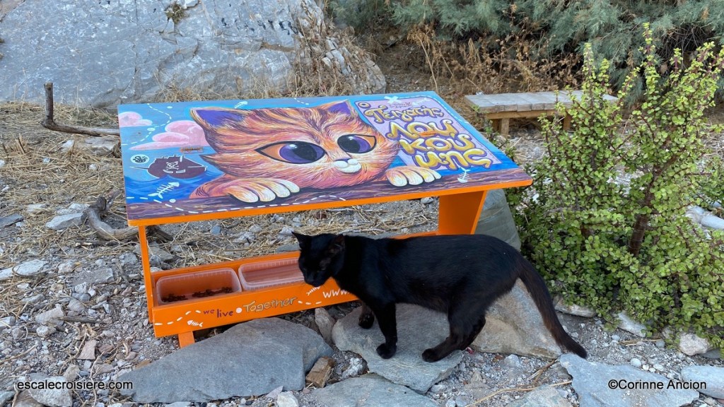 Syros - Grèce - Chat