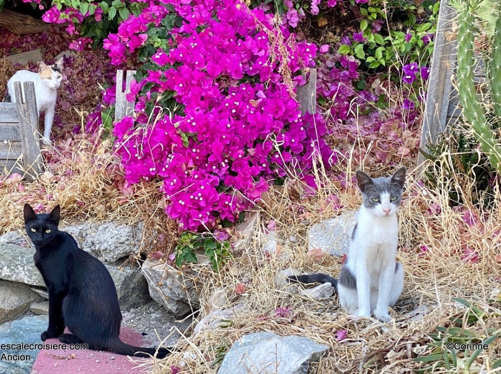 Syros - Grèce - Chat